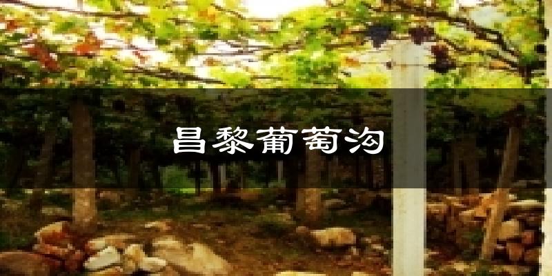 昌黎昌黎葡萄沟天气预报未来一周